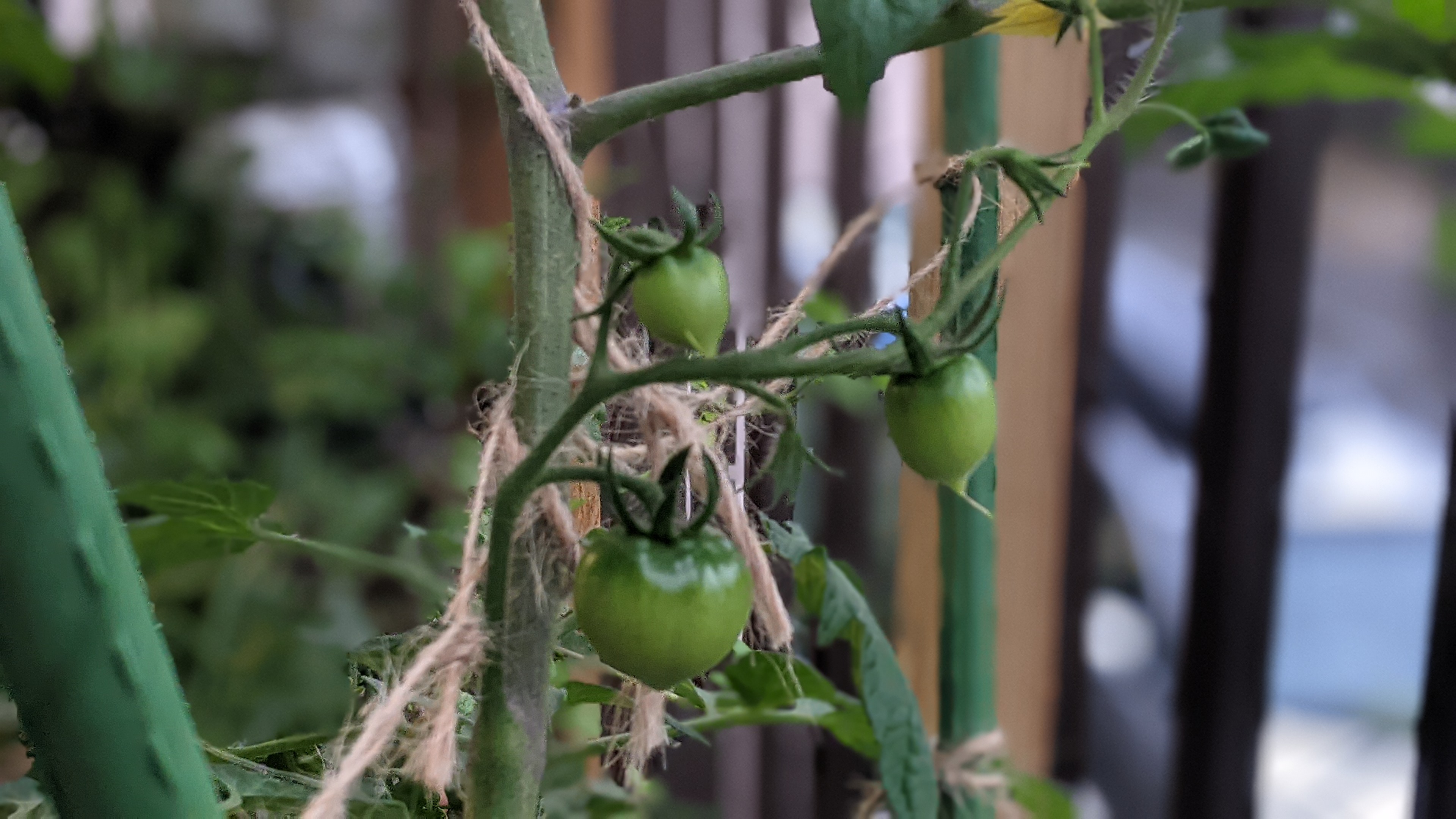 トマトの水耕栽培